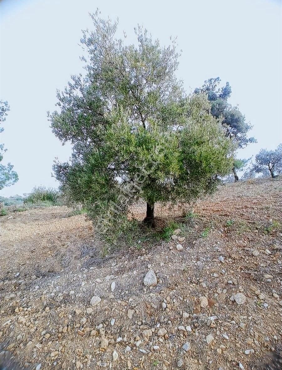 Cumhuriyet Mah Imara Yakın 4.700 M² Zeytin Tarlası - Görsel 9
