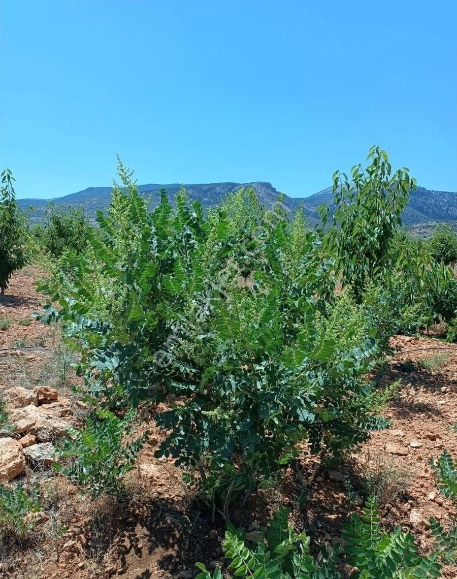 Konyanın Hadim İlçesi Bademli Köyünde Satılık Bahçe - Görsel 8