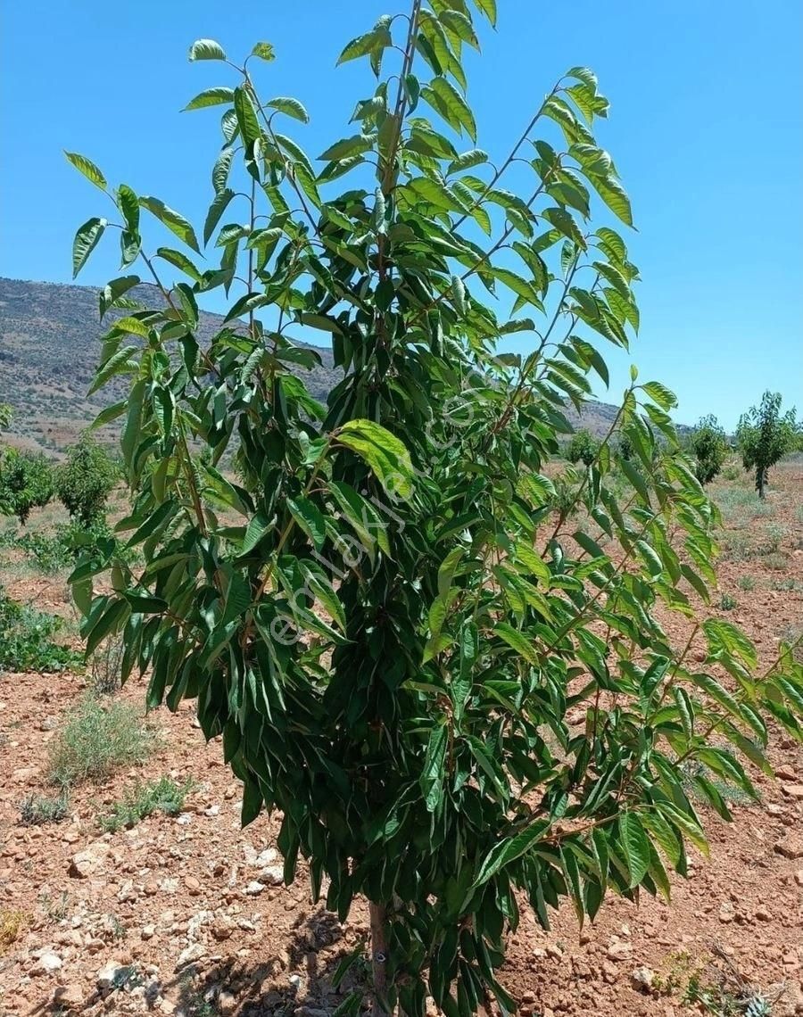 Konyanın Hadim İlçesi Bademli Köyünde Satılık Bahçe - Görsel 2