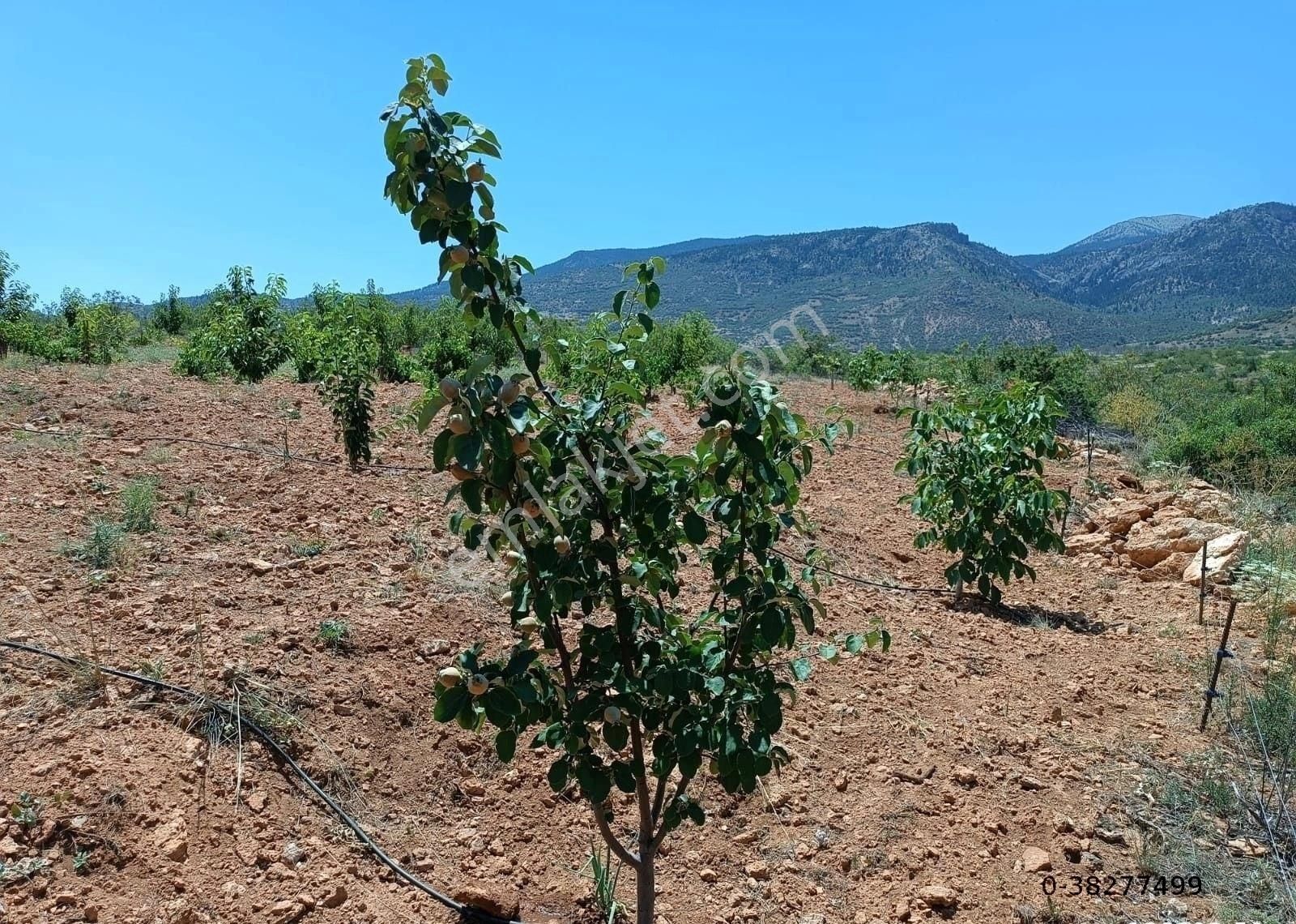 Konyanın Hadim İlçesi Bademli Köyünde Satılık Bahçe - Görsel 5