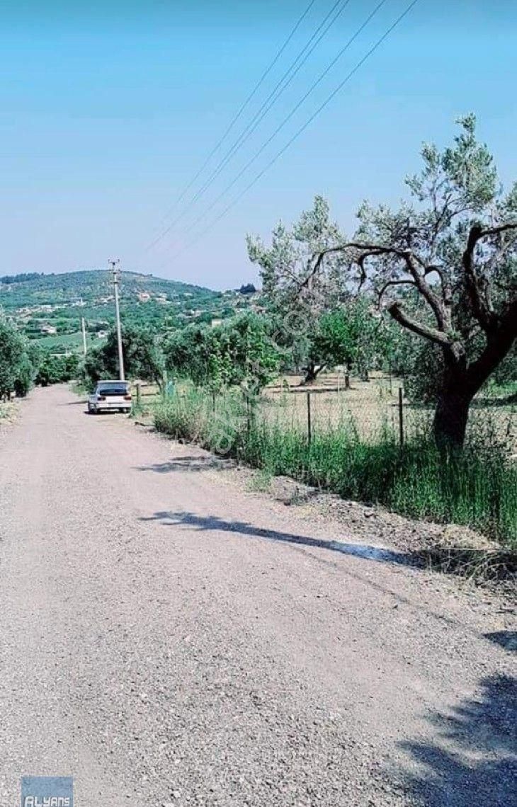 Torbalı Bozköy Satılık Bağ & Bahçe Torbalı Bozköyde 1800 M2 Tarla