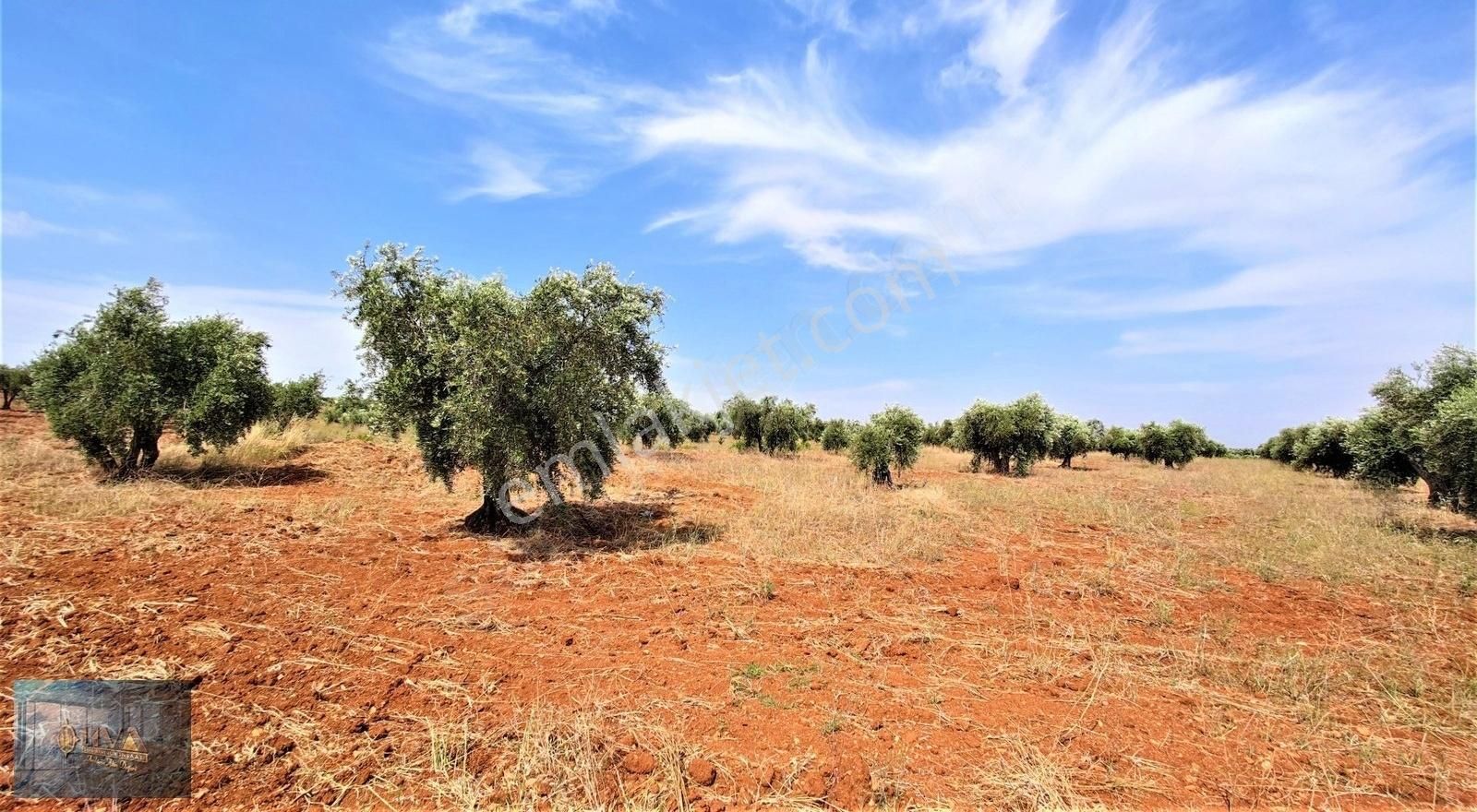 Kilis Merkez Oylum Satılık Tarla Kilis Liva Gayrimenkul'den Oylumda Satılık Zeytinlik