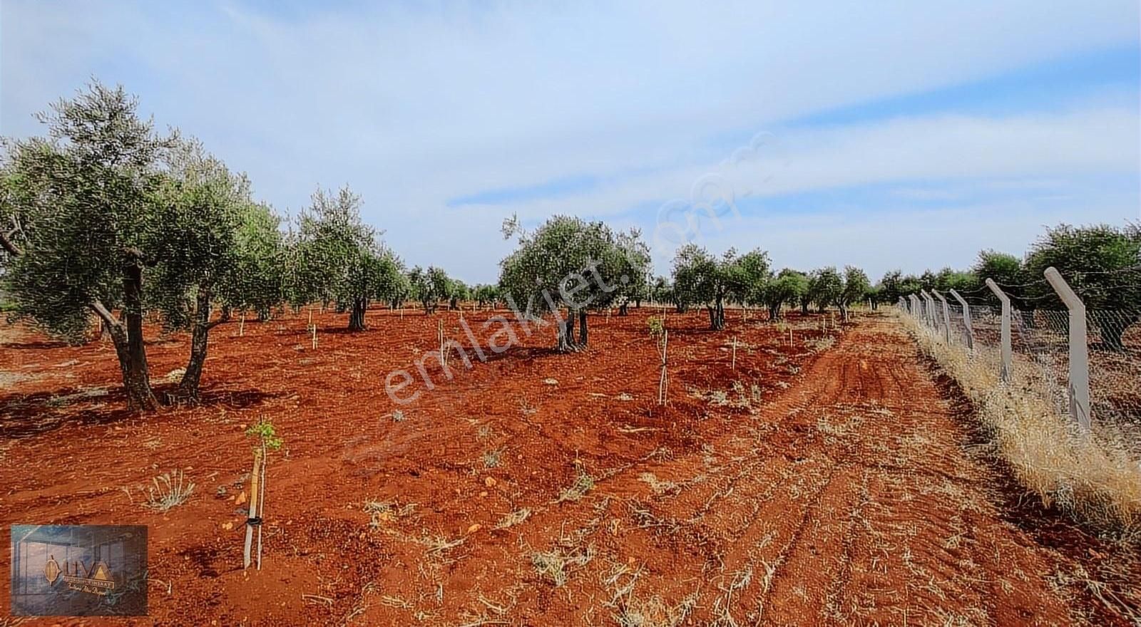 Kilis Merkez Akçabağlar Köyü Satılık Bağ & Bahçe Liva Gayrimenkul'den Akçabağlarda Villalık Fıstıklık & Zeytinlik