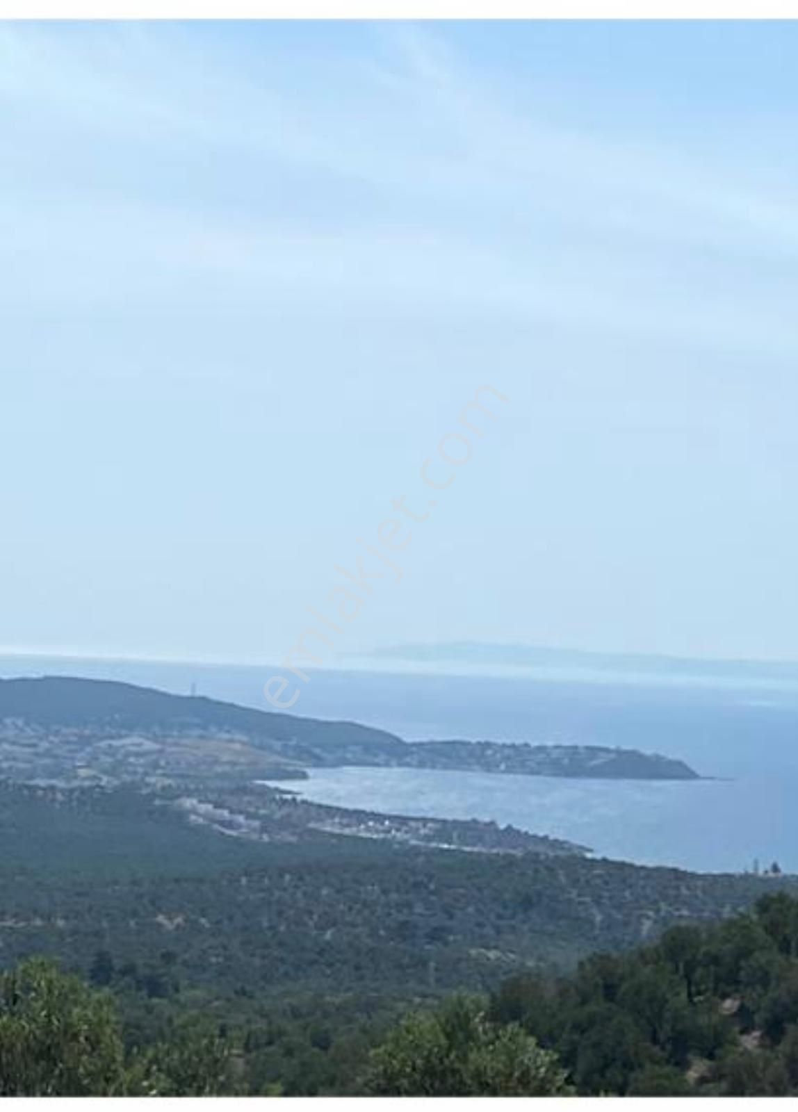 Gömeç Hacıhüseyinler Satılık Zeytinlik Gömeç Hacıhüseyinler Köyü Satılık Bahçe