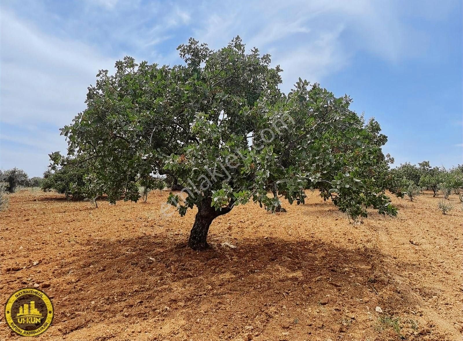 Oğuzeli Bulduk Satılık Zeytinlik Oğuzeli Bulduk Yatırımlık Fıstıklık Zeytin Yetişkin