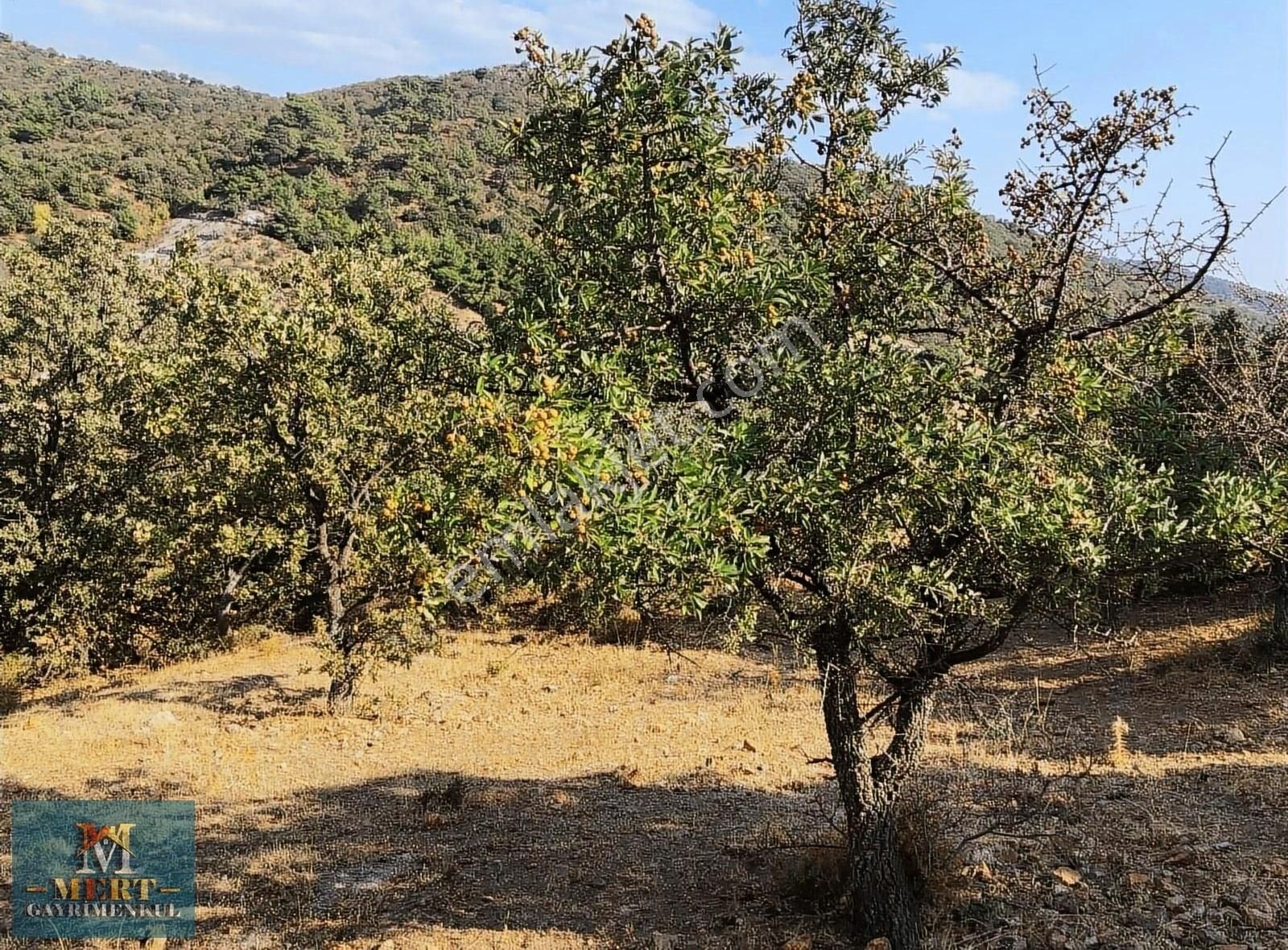 Ayvacık Çamköy Köyü Satılık Konut İmarlı Fırsat Çanakkale Ayvacık Çam Köy Köyünde Arsa