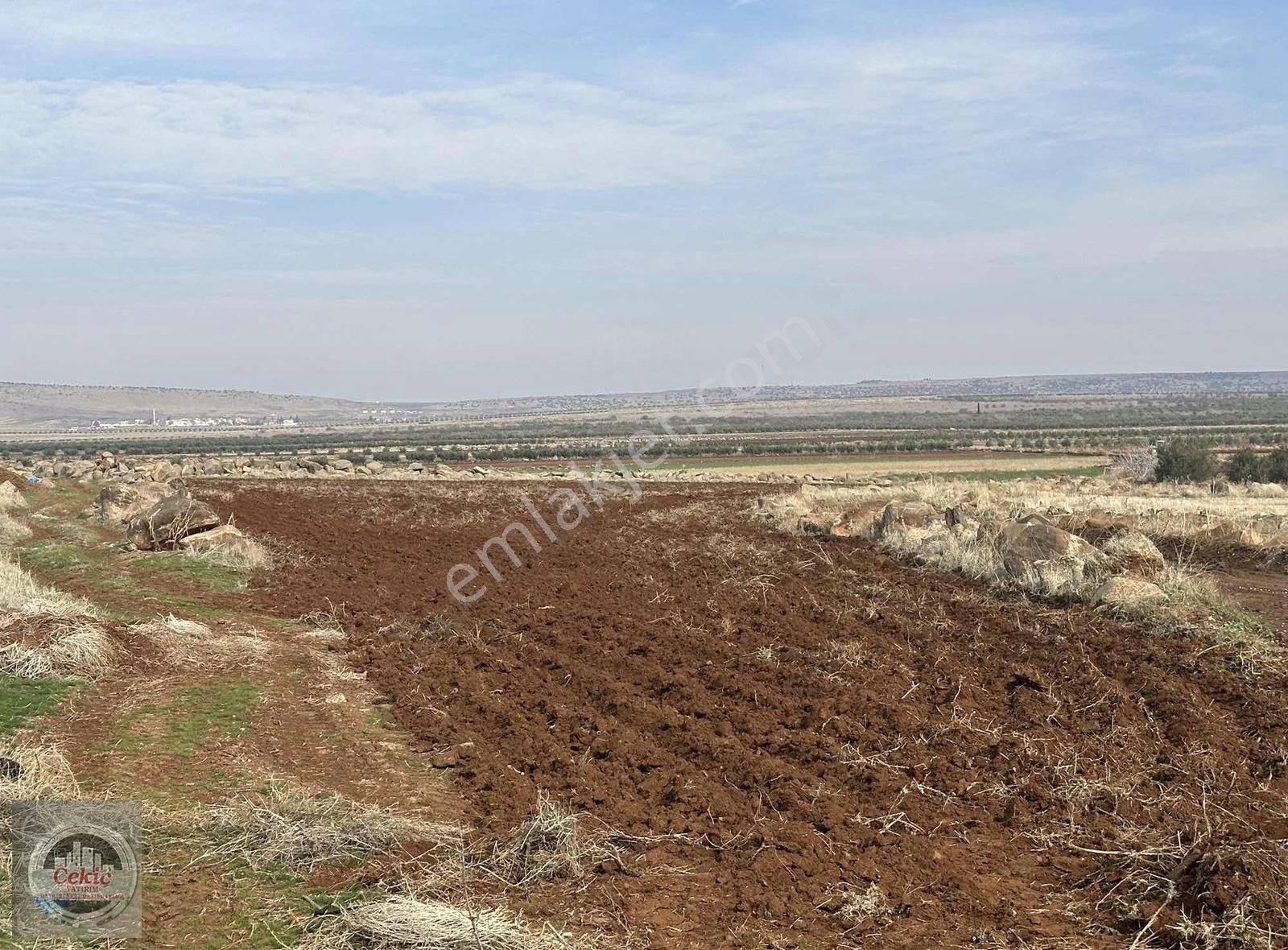 Kilis Merkez Yavuzlu Köyü (Yavuz) Satılık Tarla Yavuzluda Köşe Başı İki Başı Yol Arazi