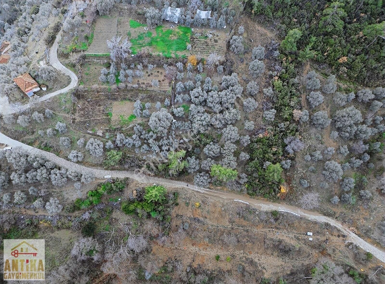 Ödemiş Tosunlar Satılık Zeytinlik Antika Gayrimenkul'den Tosunlar Mahallesin'de Satılık Zeytinlik