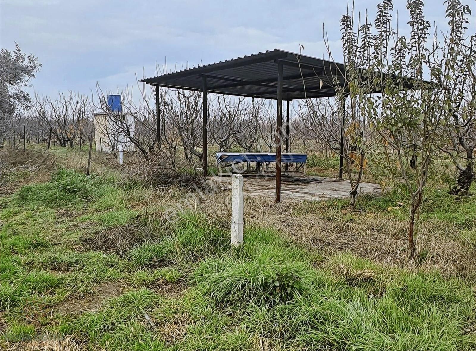 Kemalpaşa Bağyurdu Yeni Satılık Tarla Doğa Dostu'ndan Kemalpaşa Bağyurdu 11,5 Dönüm Kiraz Bahçe