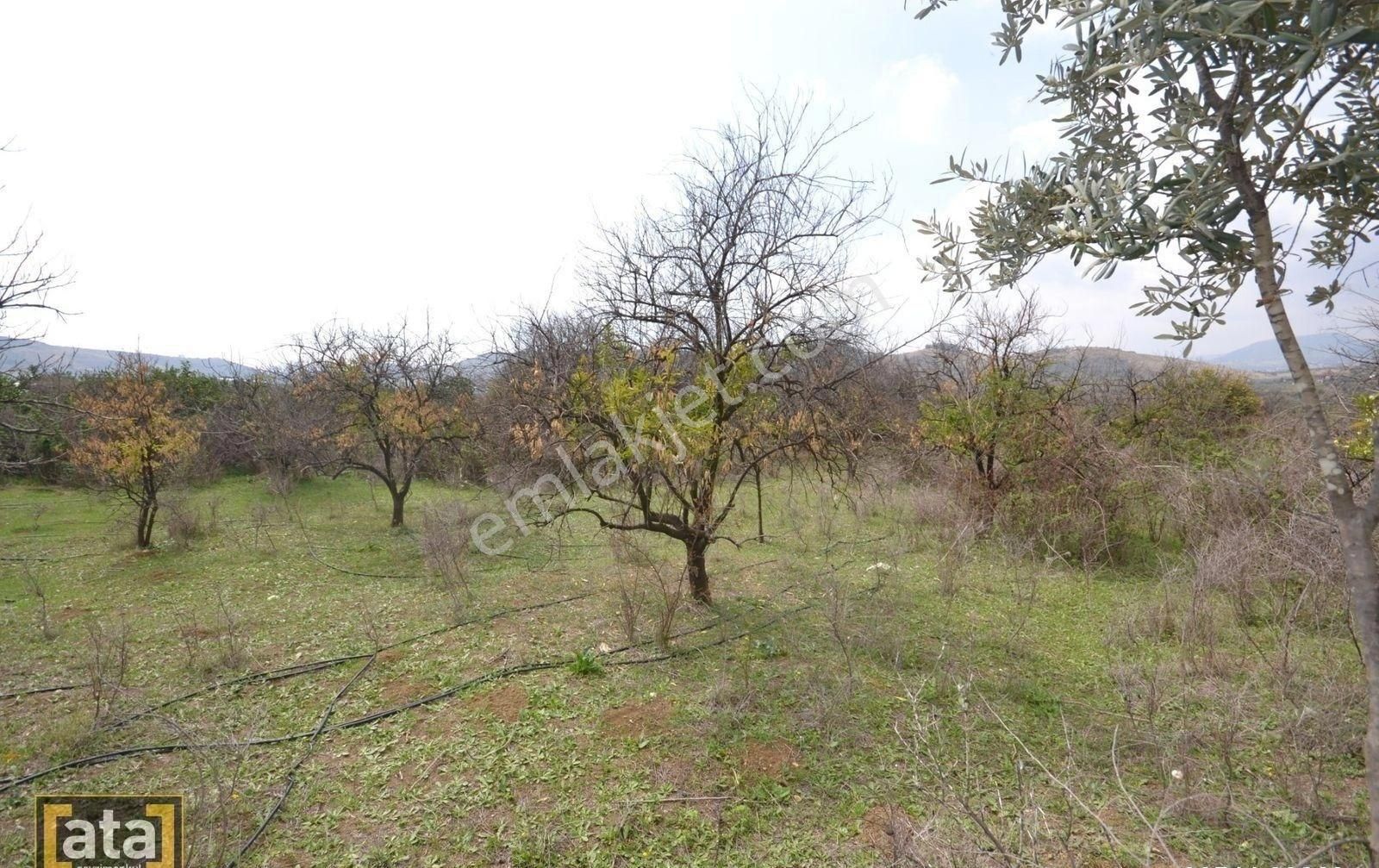 Toroslar Çopurlu Satılık Bağ & Bahçe Toroslar Çopurlada 4.884 M2 Bahçe Güzel Konumlu Müsatkil Ev Yapmaya Uygun