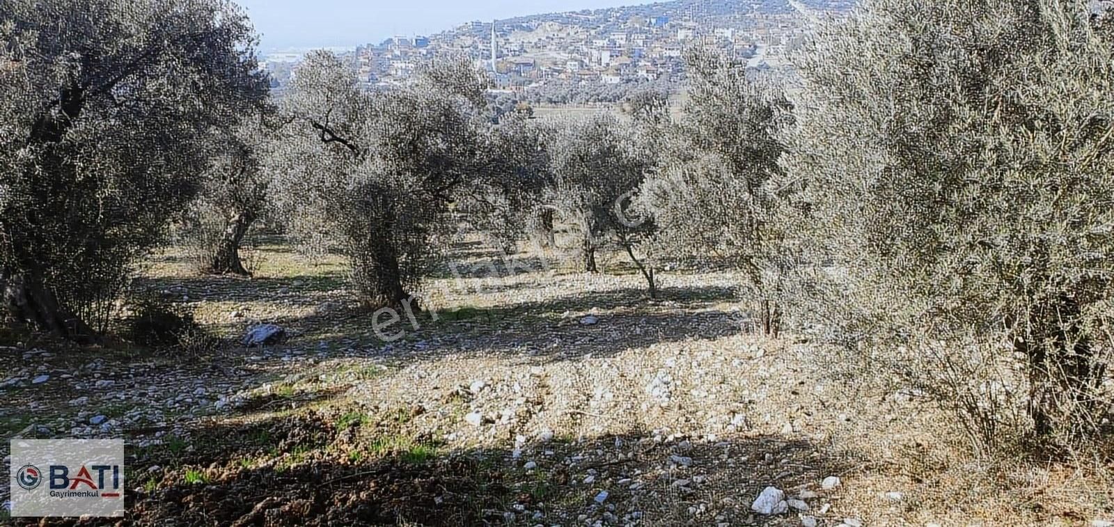 Torbalı Batı Gayrimenkul Den Satılık Zeytinlik - Görsel 3