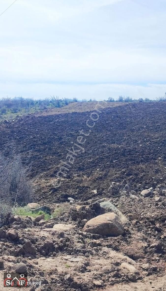 Yunusemre Üçpınar Satılık Tarla Manisa Üçpınarda 35. Dönüm Satılık Tarla