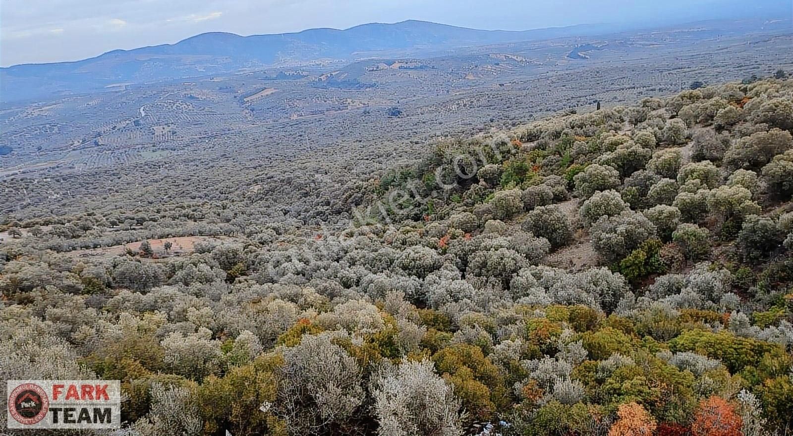 Saruhanlı Büyükbelen Satılık Zeytinlik Manisa Saruhanlı Büyükbelende Satılık Zeytinlik