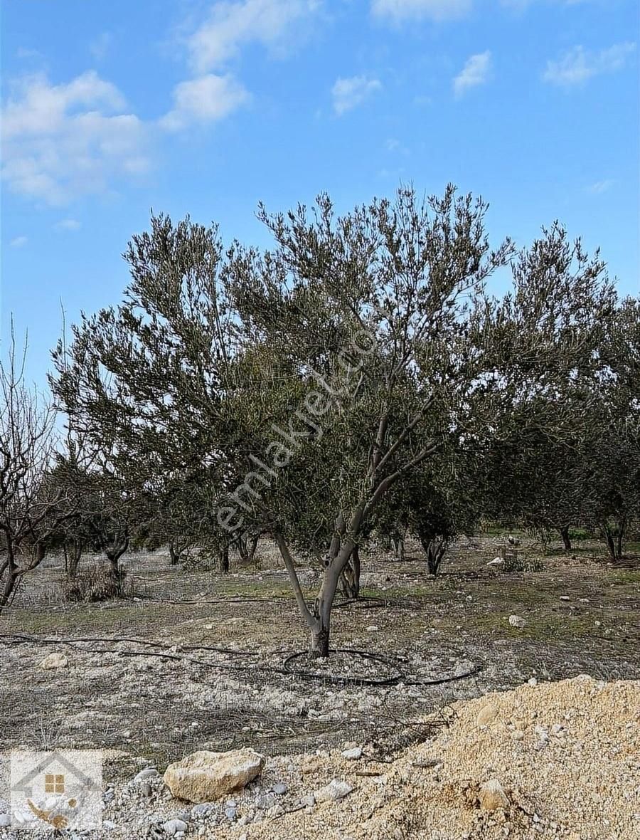 Mut Palantepe Satılık Bağ & Bahçe Palantepe De Satılık Kupon Bahçe