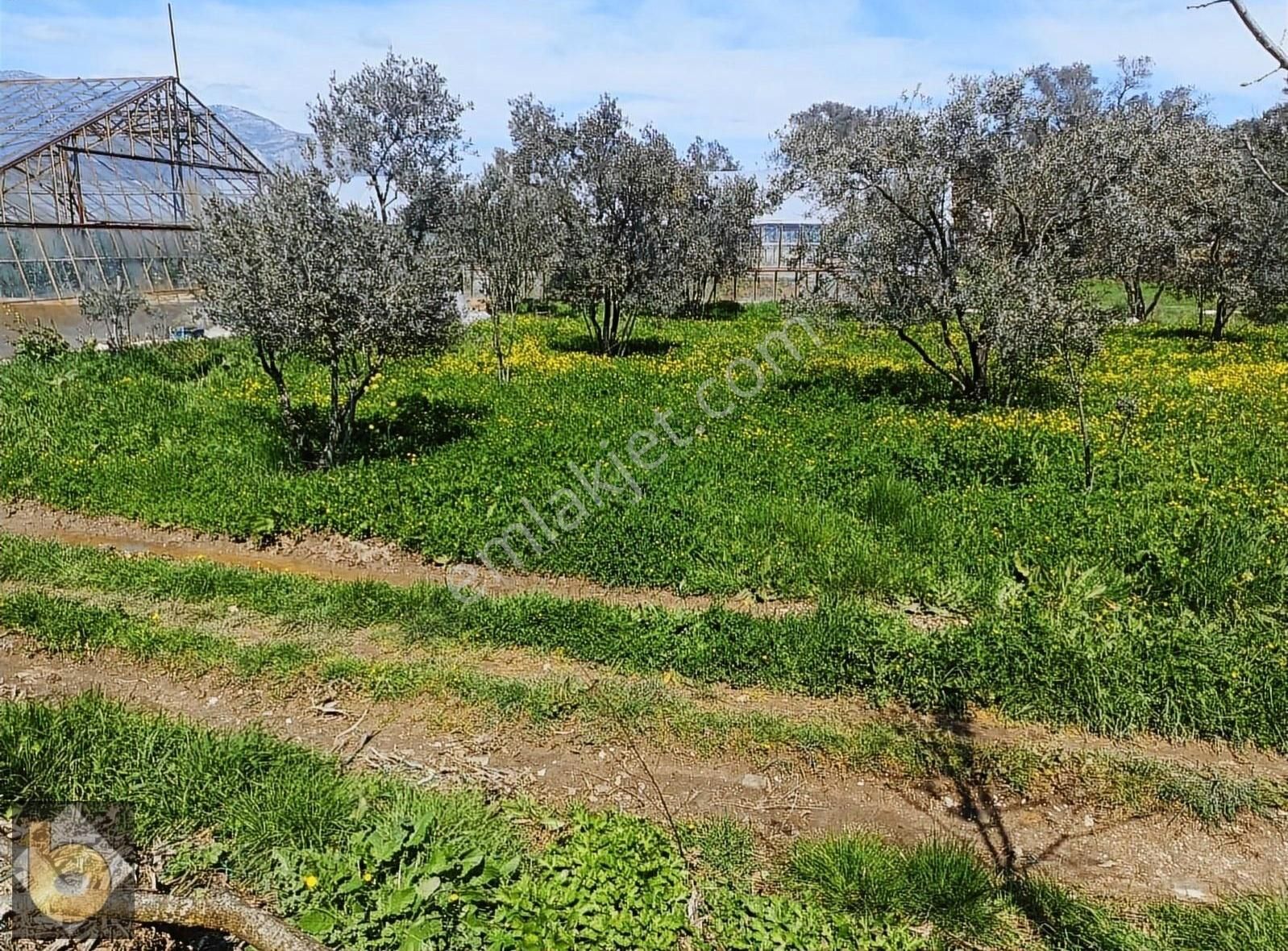 Seydikemer Golbent Satılık Tarla - Görsel 2