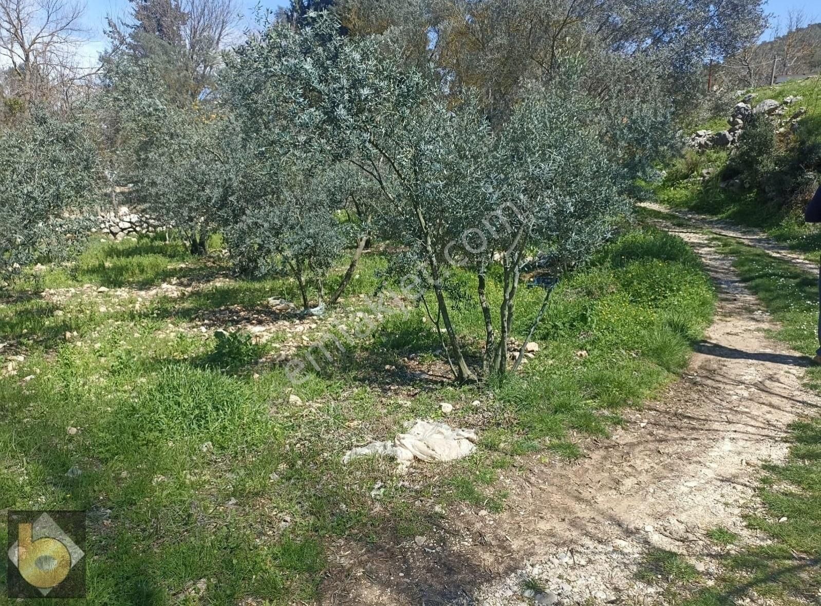 Seydikemer Golbent Satılık Tarla - Görsel 4