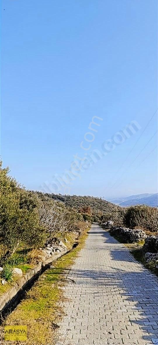 4,5 Dönüm Zeytin Bahçesi Buharkent Feslek - Görsel 14