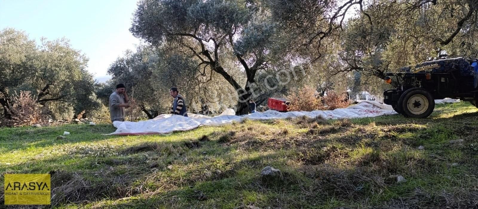 4,5 Dönüm Zeytin Bahçesi Buharkent Feslek - Görsel 17