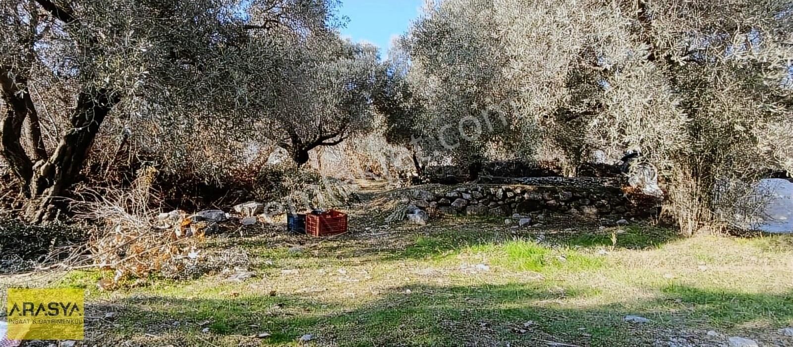 4,5 Dönüm Zeytin Bahçesi Buharkent Feslek - Görsel 3