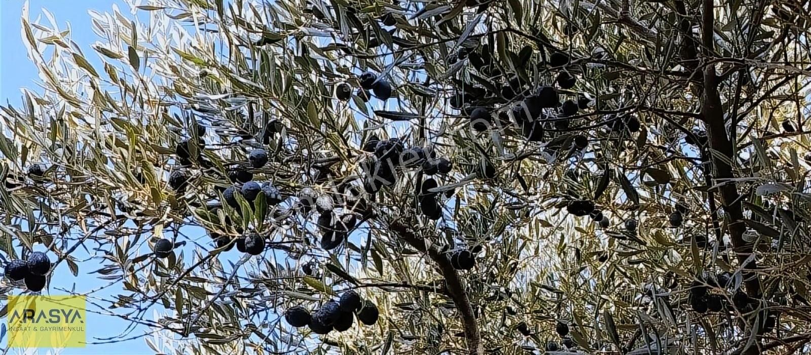 4,5 Dönüm Zeytin Bahçesi Buharkent Feslek - Görsel 22