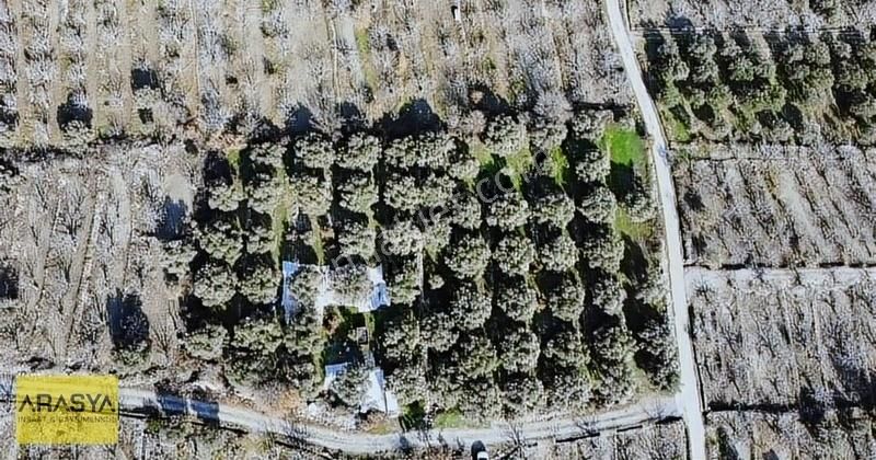 4,5 Dönüm Zeytin Bahçesi Buharkent Feslek - Görsel 2