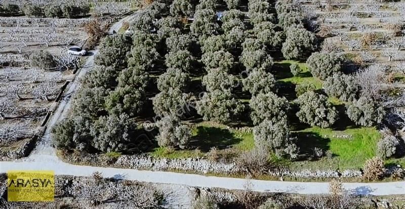 Buharkent Feslek Satılık Tarla 4,5 Dönüm Zeytin Bahçesi Buharkent Feslek