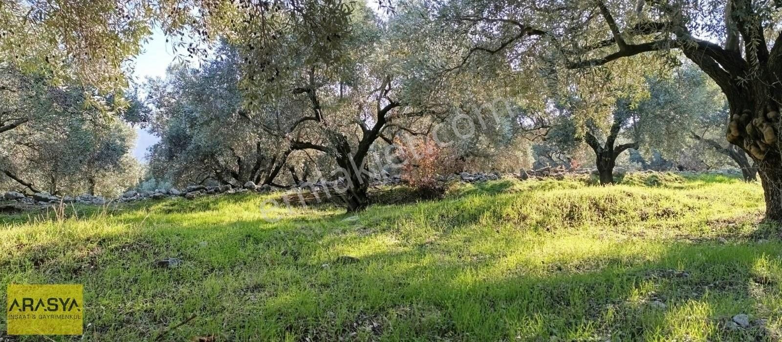 4,5 Dönüm Zeytin Bahçesi Buharkent Feslek - Görsel 13