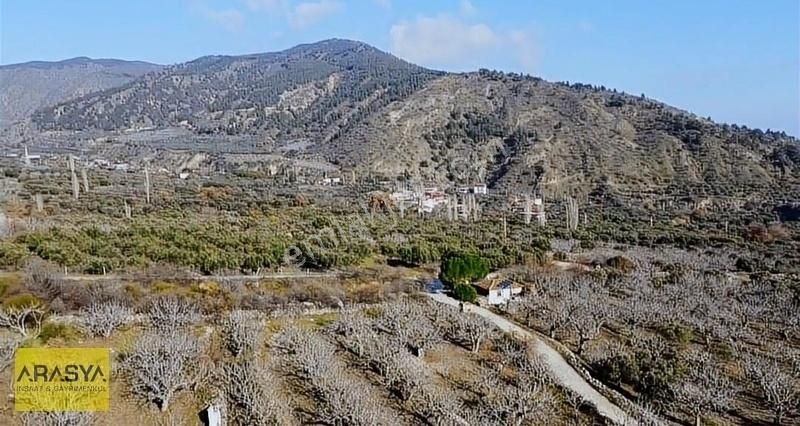 4,5 Dönüm Zeytin Bahçesi Buharkent Feslek - Görsel 12