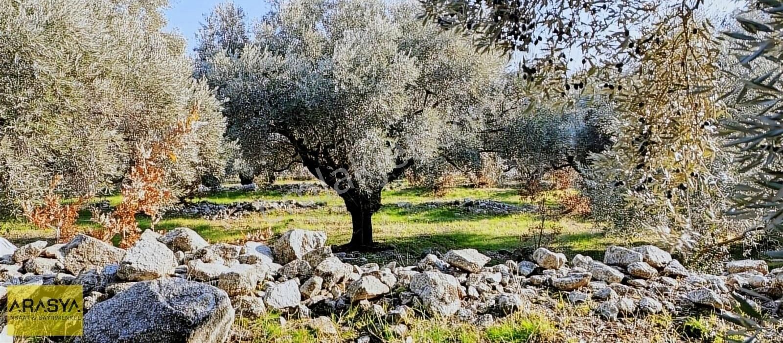 4,5 Dönüm Zeytin Bahçesi Buharkent Feslek - Görsel 15