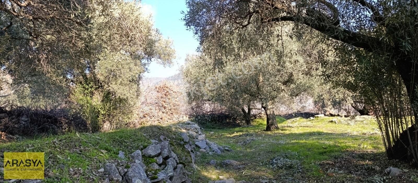 4,5 Dönüm Zeytin Bahçesi Buharkent Feslek - Görsel 20