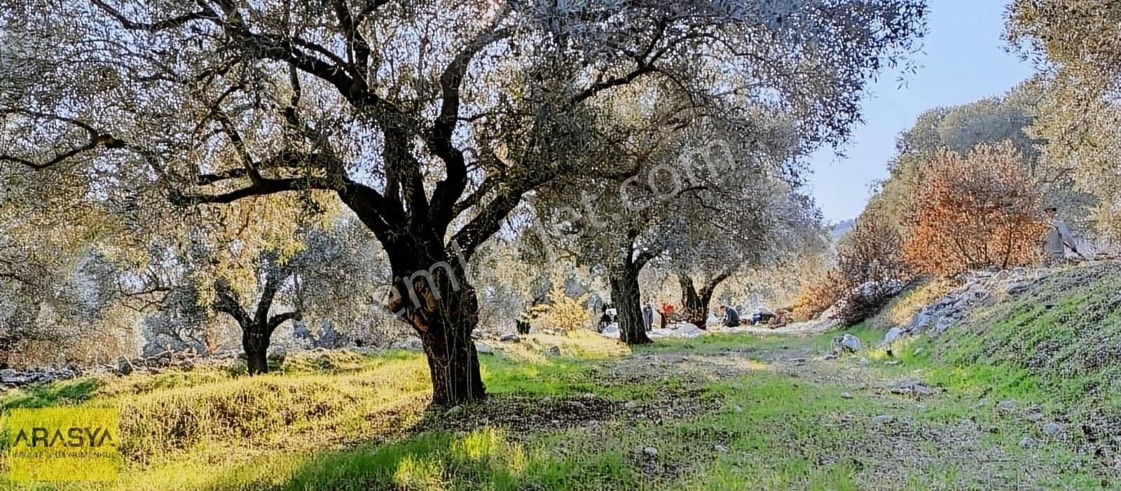 4,5 Dönüm Zeytin Bahçesi Buharkent Feslek - Görsel 7