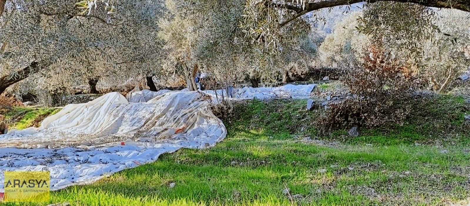 4,5 Dönüm Zeytin Bahçesi Buharkent Feslek - Görsel 9
