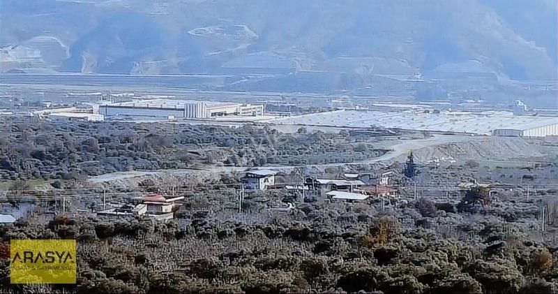 4,5 Dönüm Zeytin Bahçesi Buharkent Feslek - Görsel 10