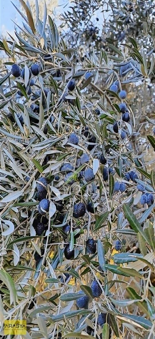 4,5 Dönüm Zeytin Bahçesi Buharkent Feslek - Görsel 23