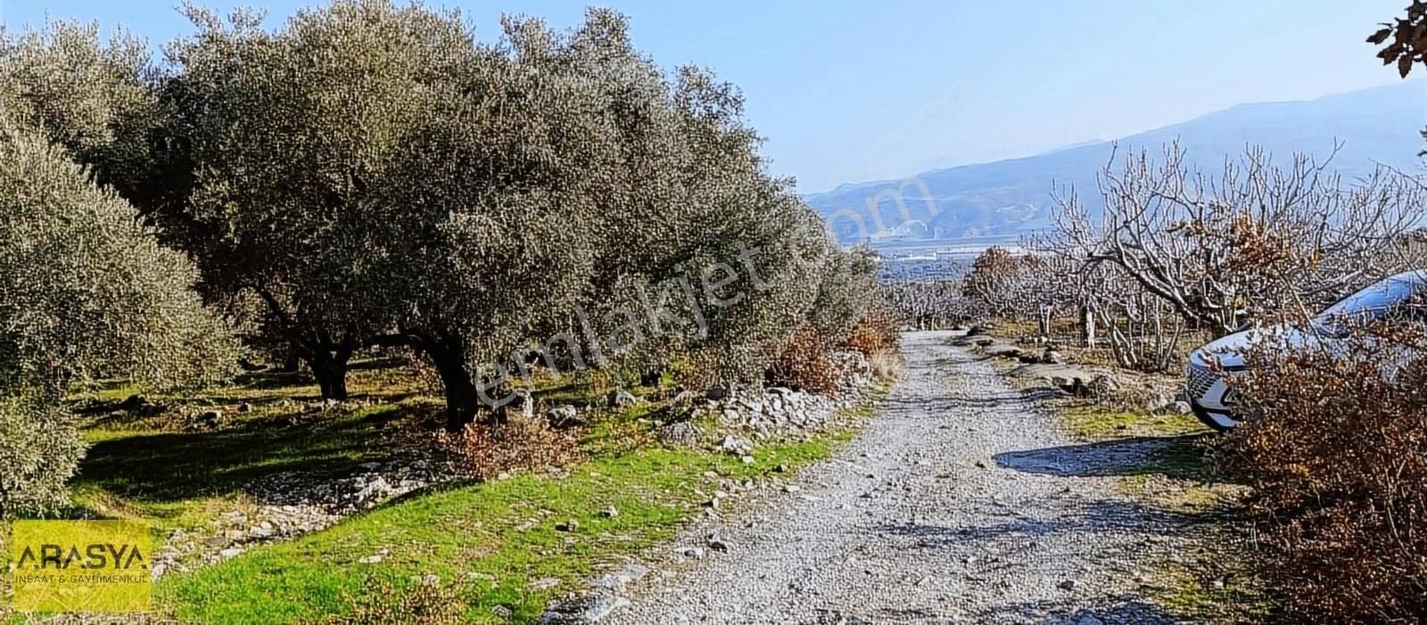 4,5 Dönüm Zeytin Bahçesi Buharkent Feslek - Görsel 21