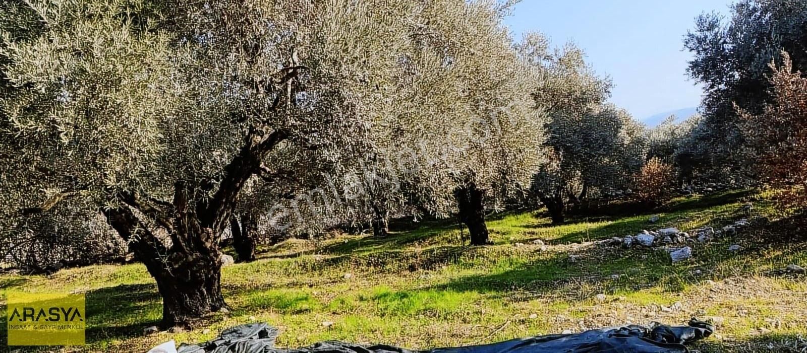 4,5 Dönüm Zeytin Bahçesi Buharkent Feslek - Görsel 8