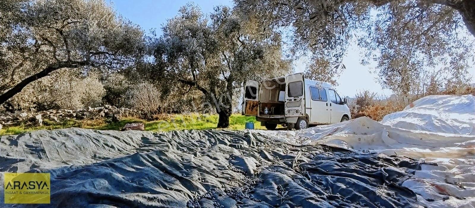 4,5 Dönüm Zeytin Bahçesi Buharkent Feslek - Görsel 16