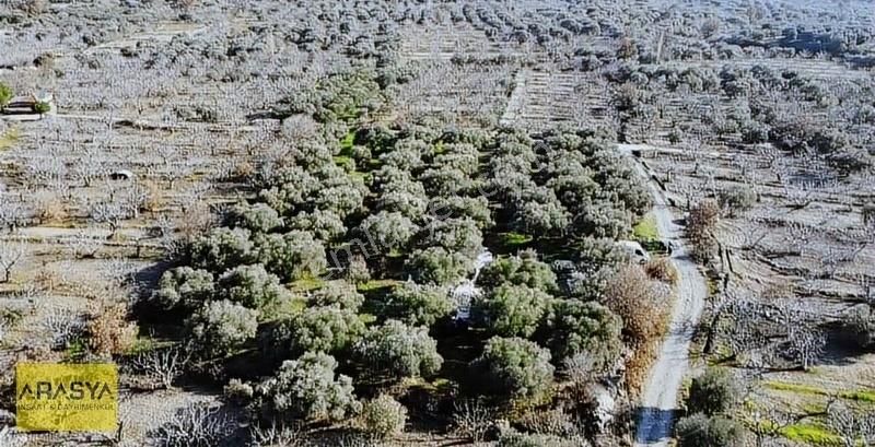 4,5 Dönüm Zeytin Bahçesi Buharkent Feslek - Görsel 6