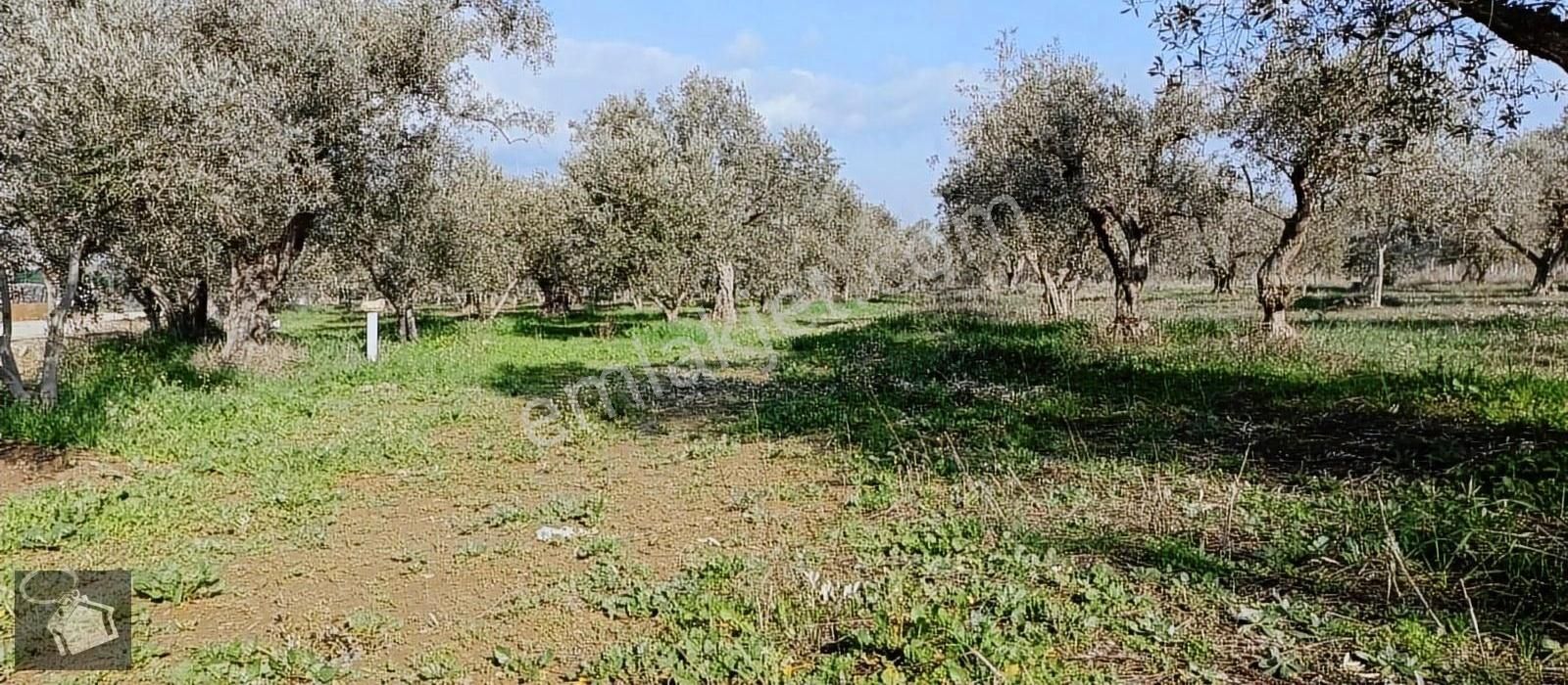 Kemalpaşa Armutlu 85. Yıl Cumhuriyet Satılık Bağ & Bahçe Armutlu Da Tek Tapu Zeytinlik