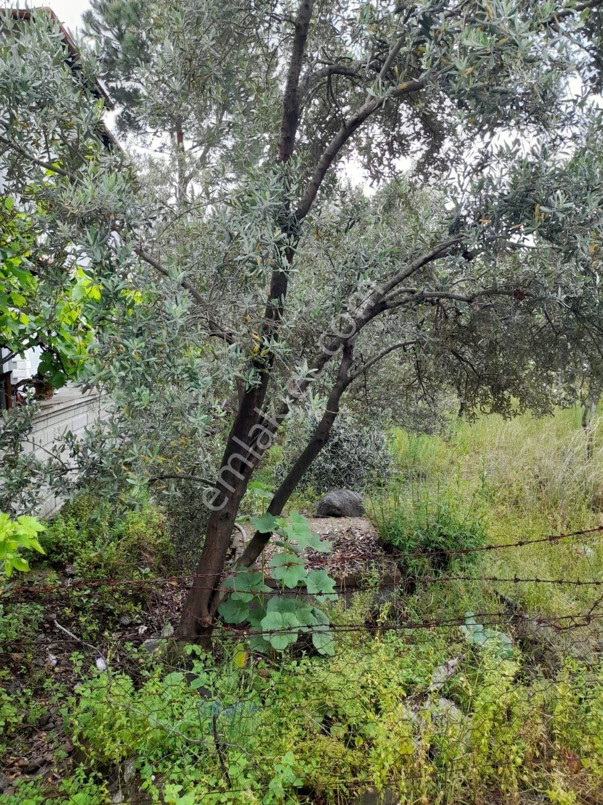 Köyceğiz Toparlar Mah. Satılık İmarlı 1960 M2 Arsa - Görsel 2