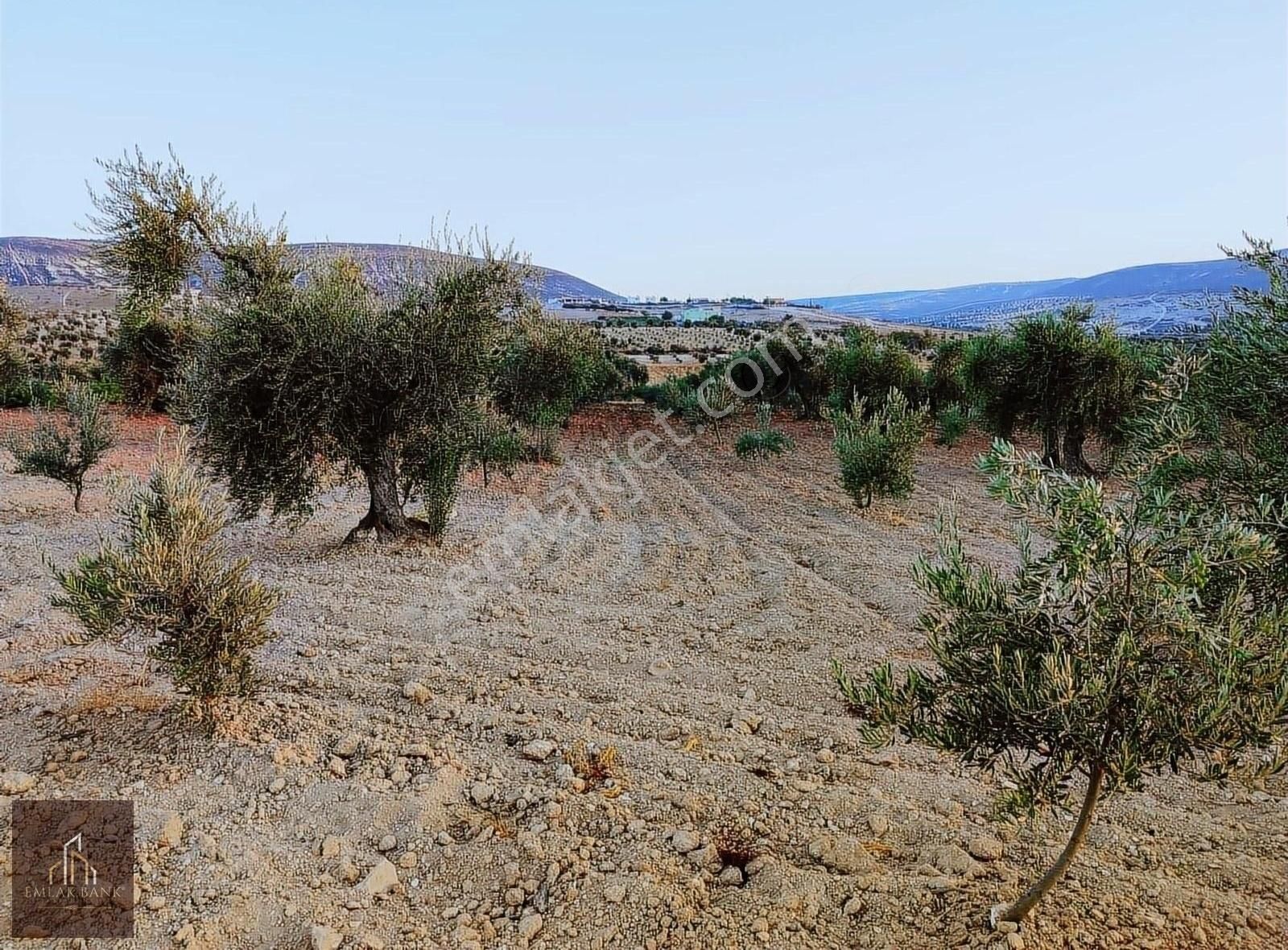 Kilis Merkez Mehmet Sanlı Satılık Tarla Emlak Bank Satılık Yeni Toki Civarında 7.500m2 Yol Üzeri Arazi