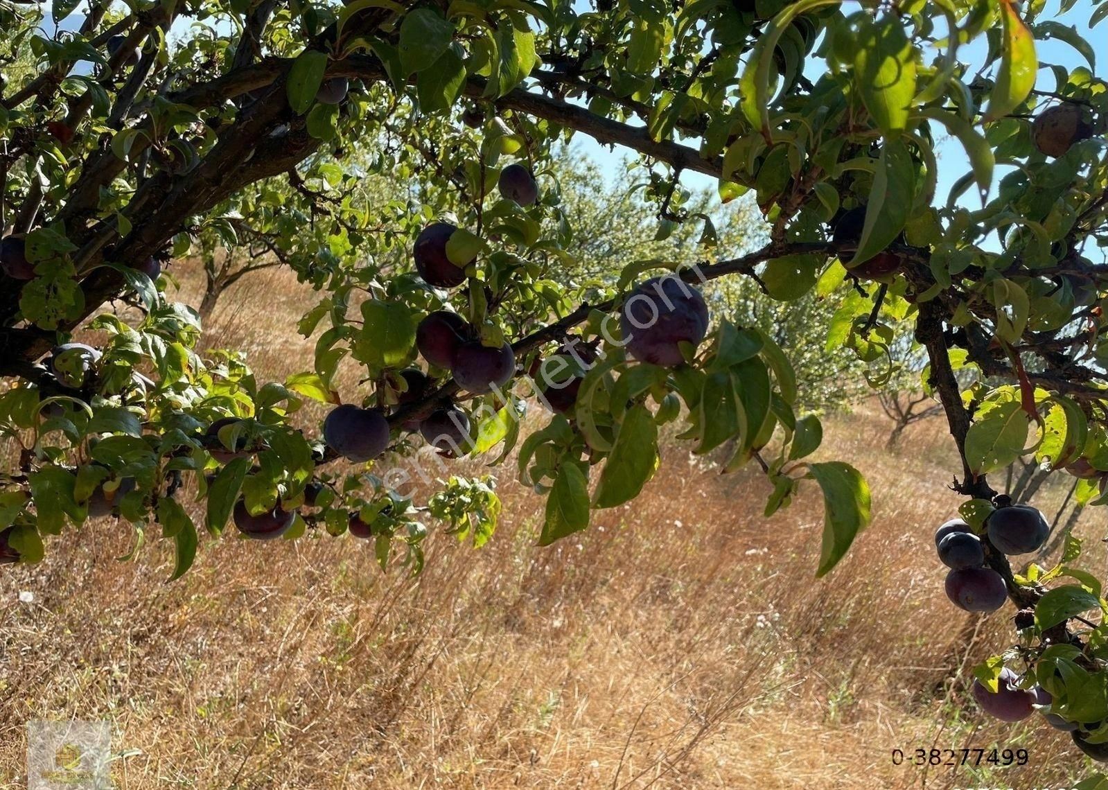 Yenipazar Batıbelenören Köyü Satılık Tarla Bilecik Yenipazar Batıbelenören Mahallesinde Satılık Tarla