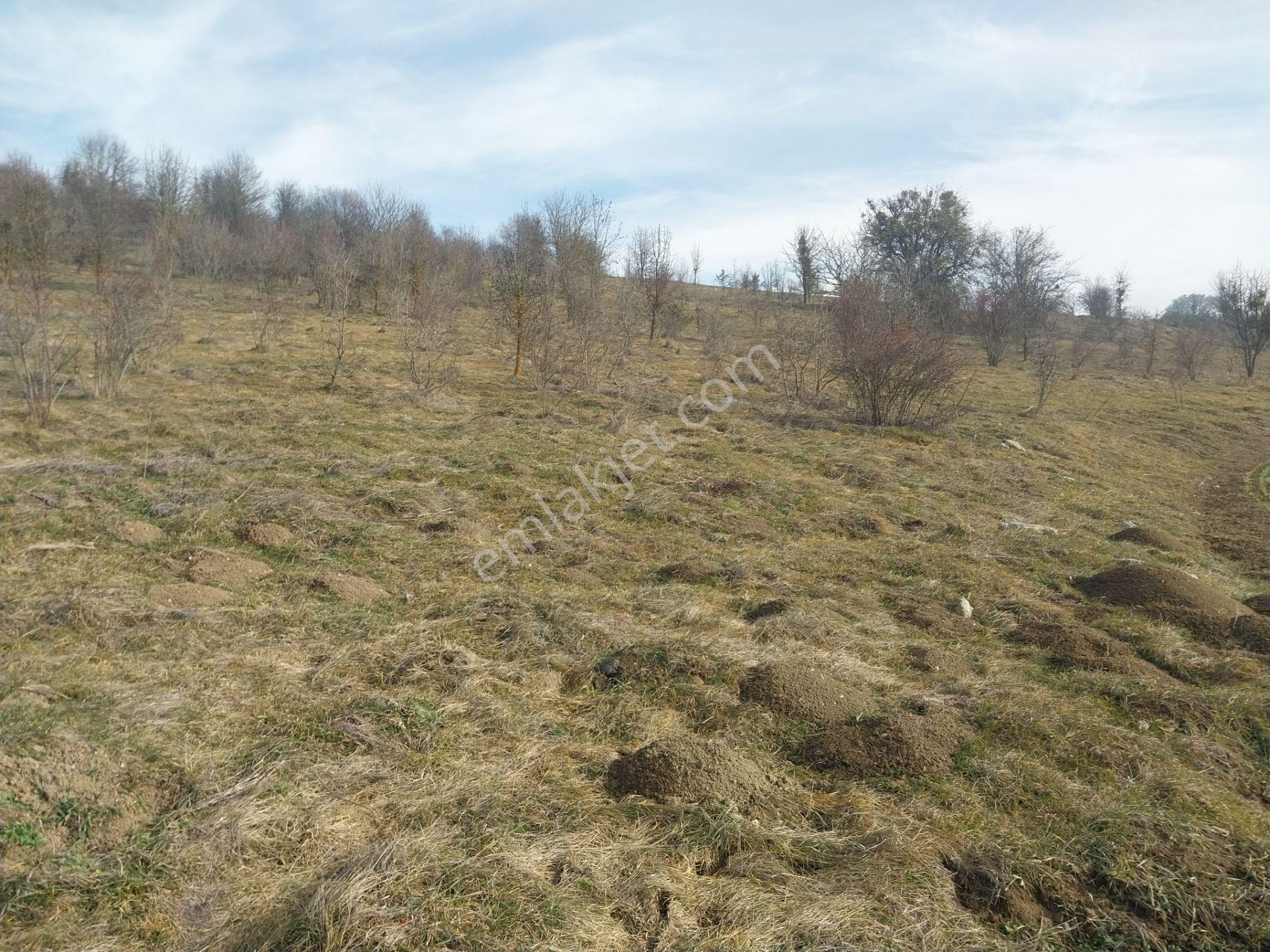 Kastamonu Seydiler İmrenler Köyünde Satılık Tarla - Görsel 3