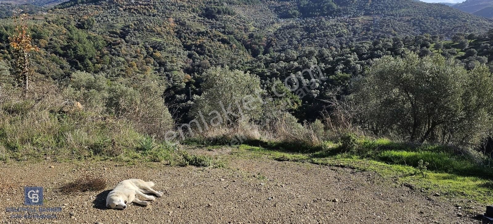 Seferihisar Gödence Satılık Tarla Seferihisar Gödence'de Satılık Zeytinli Tarla