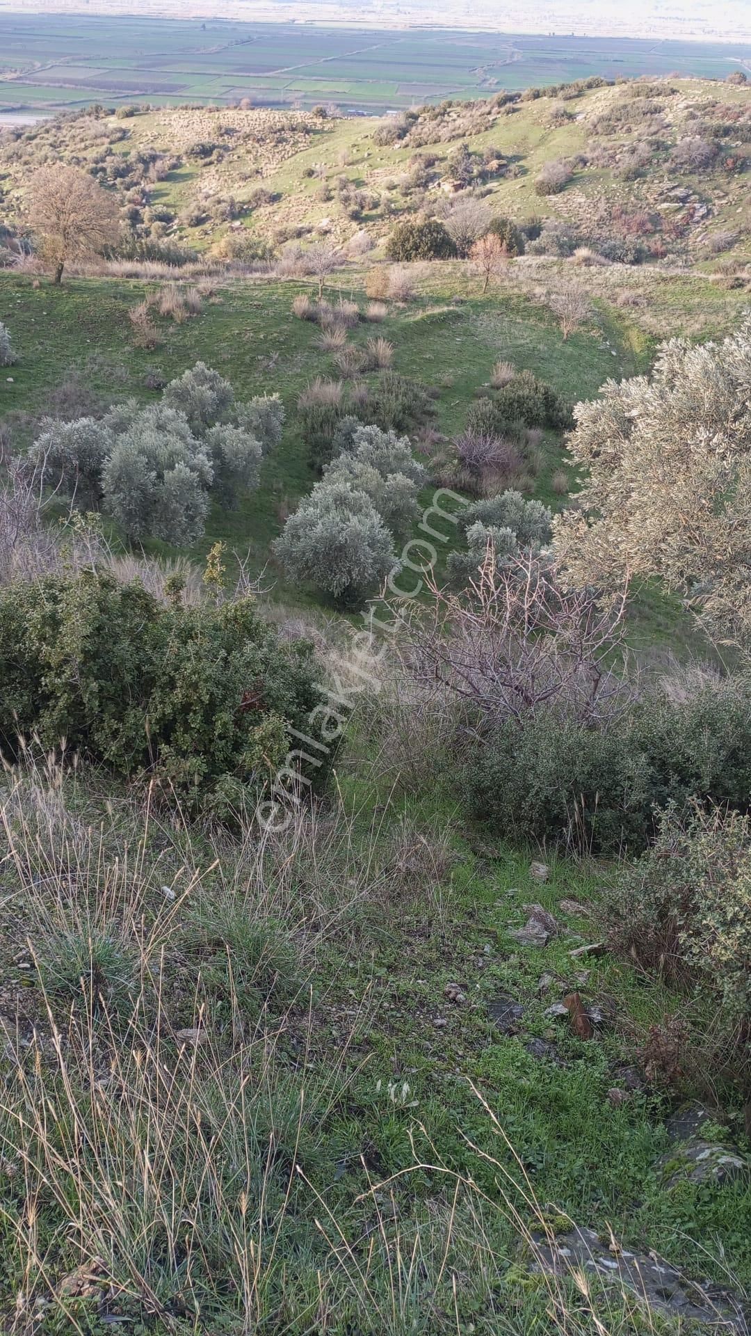 Aydın Nazilli Yöntem Emlaktan Yenipazar Donduran Mahallesinde Satılık Zeytinlik - Görsel 12