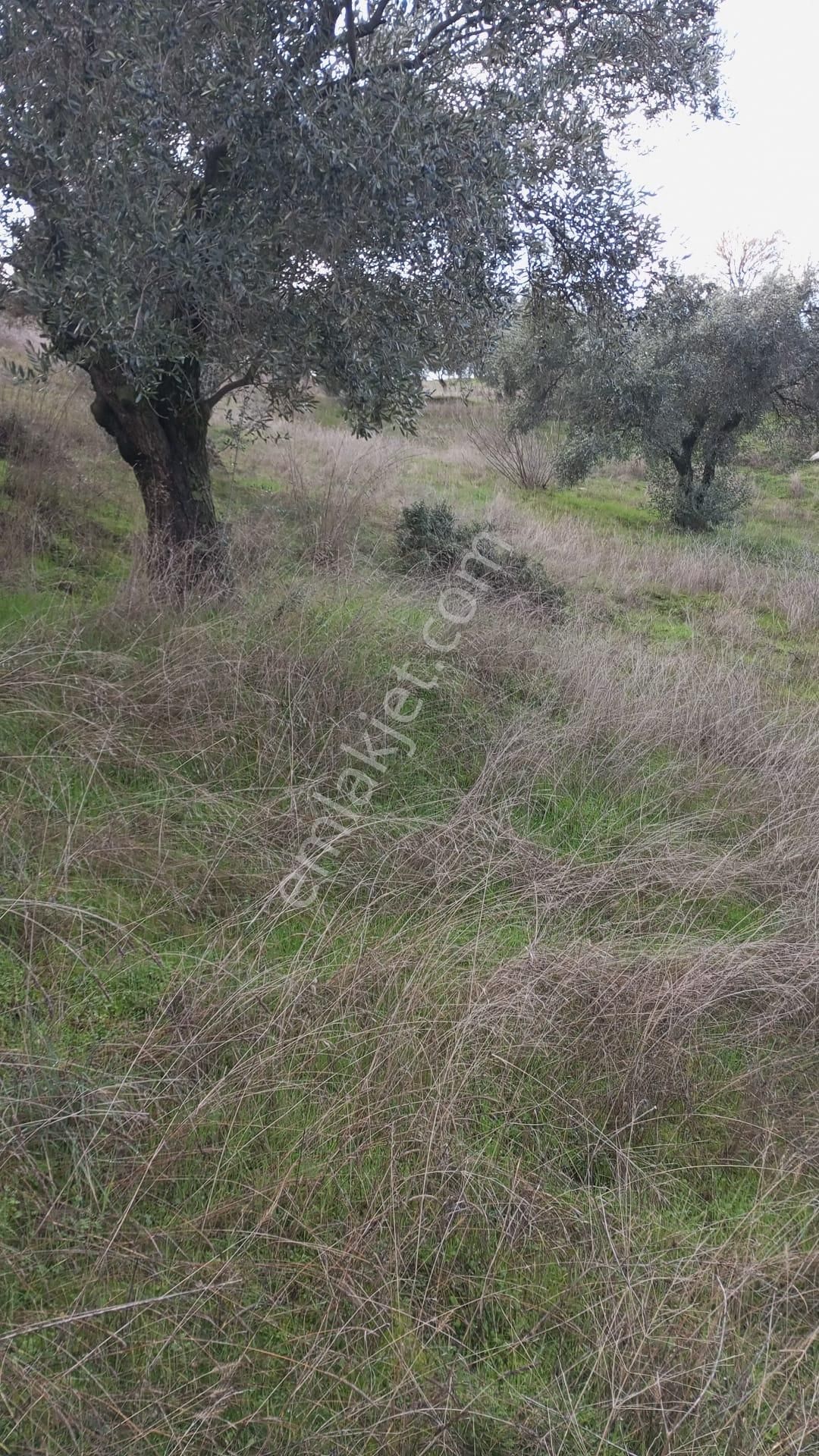 Aydın Nazilli Yöntem Emlaktan Yenipazar Donduran Mahallesinde Satılık Zeytinlik - Görsel 10