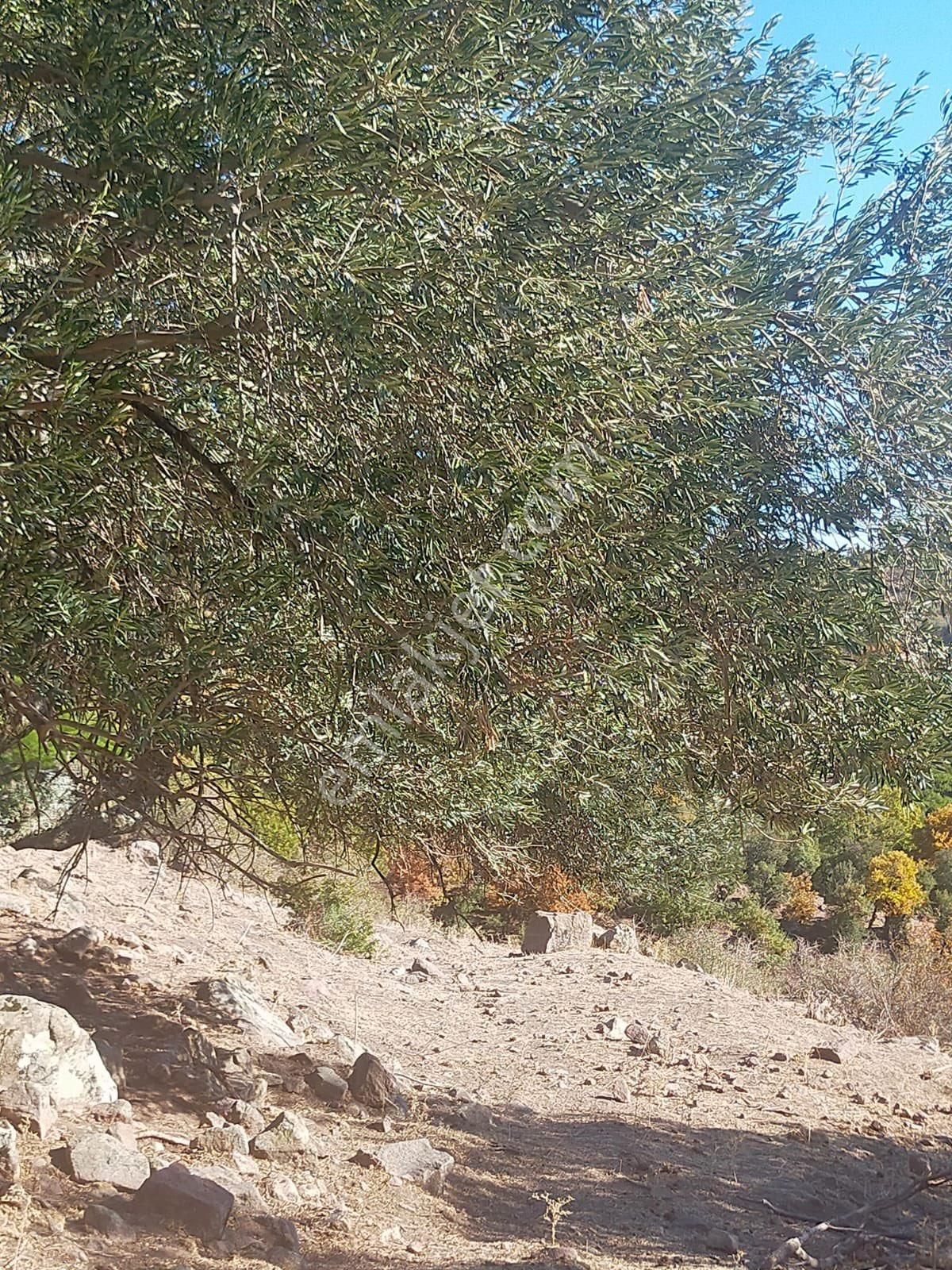 Bergama Alacalar Mahallesi Satılık Zeytinlik 7131 M2 - Görsel 7