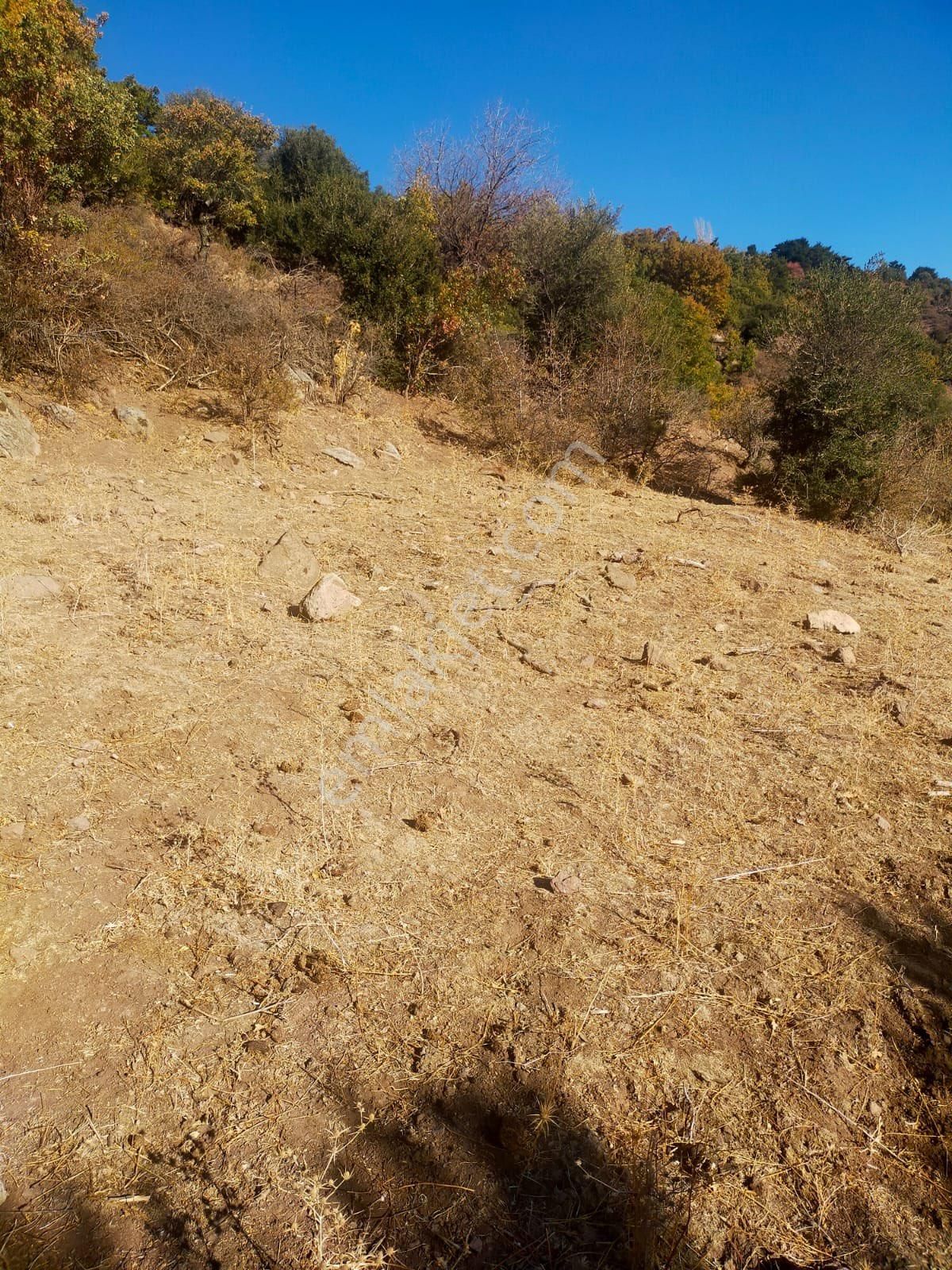 Bergama Alacalar Mahallesi Satılık Zeytinlik 7131 M2 - Görsel 8