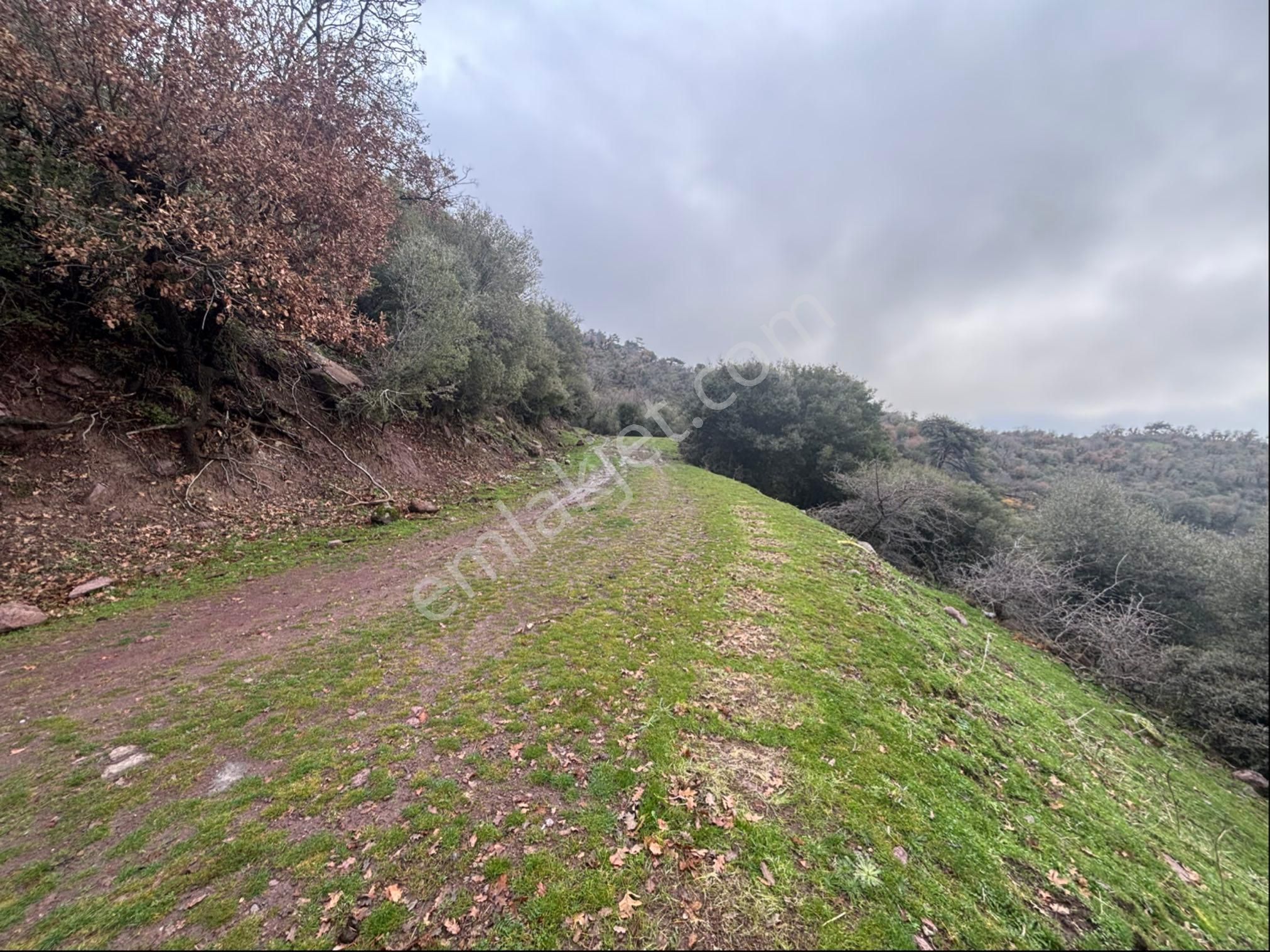 Bergama Alacalar Mahallesi Satılık Zeytinlik 7131 M2 - Görsel 13