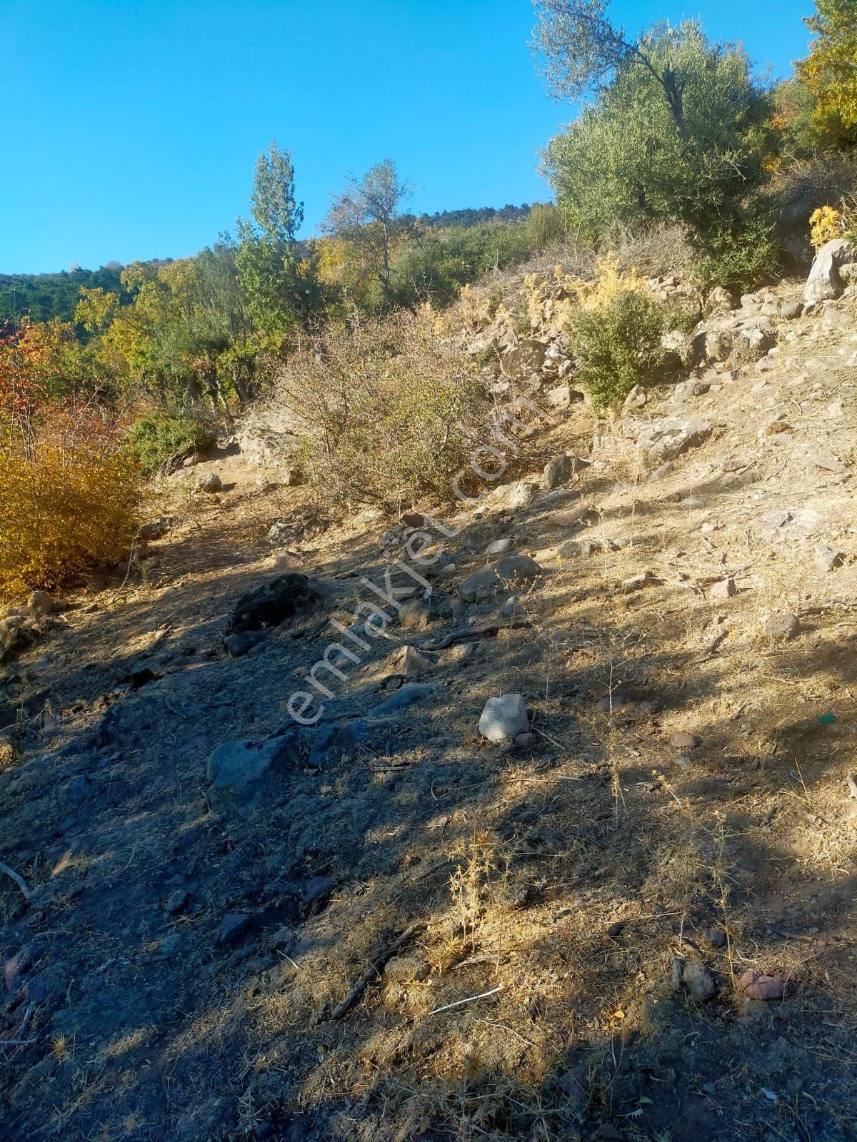 Bergama Alacalar Mahallesi Satılık Zeytinlik 7131 M2 - Görsel 9